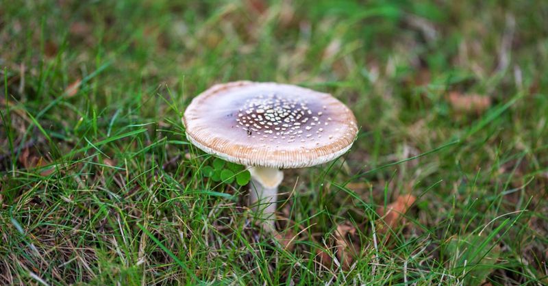 Treat mushrooms as environmental clues, not verdicts