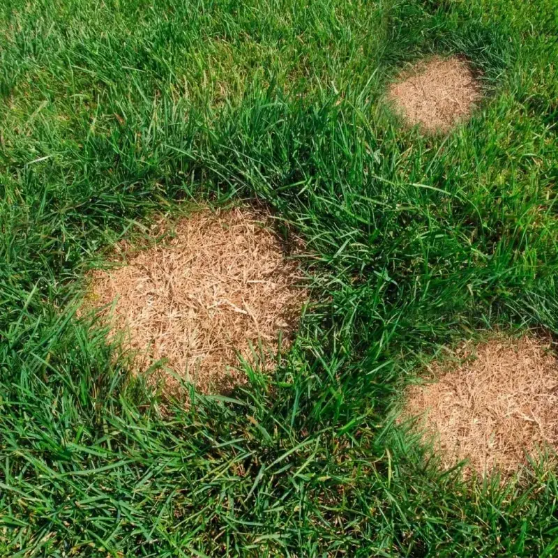 Treat persistent lawn problems as a diagnosis, not a height setting