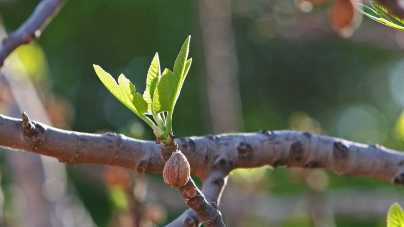Treat pruning as a limited management tool