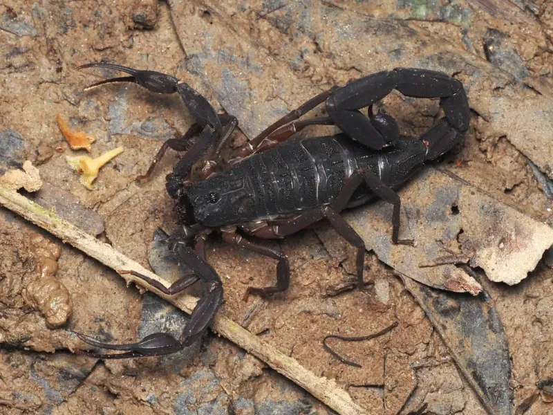 Treat rocks, bark, and wood as possible scorpion hiding places Treat rocks, bark, and wood as possible scorpion hiding places