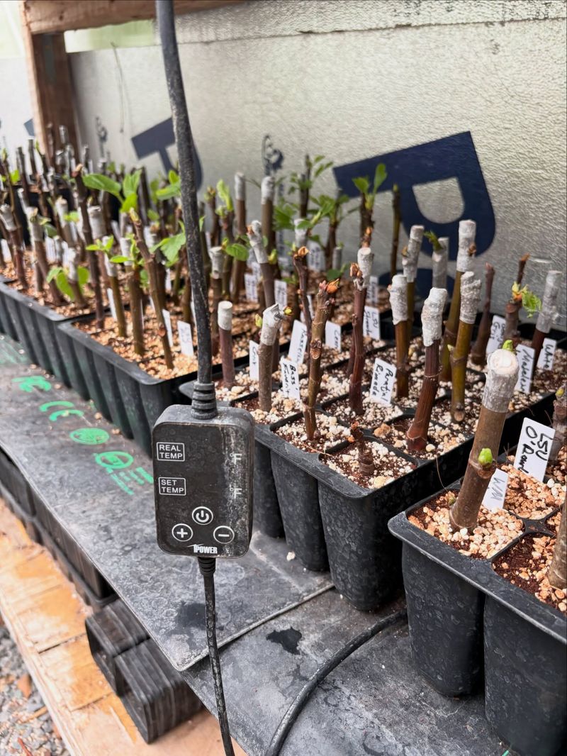 Treat several new trees as a possibility, not a promise