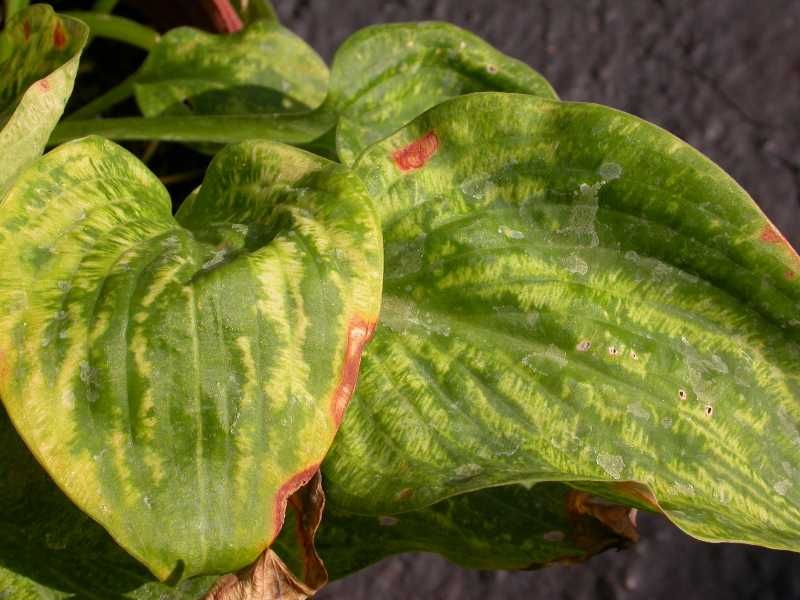 Treat suspicious foliage as a sanitation problem