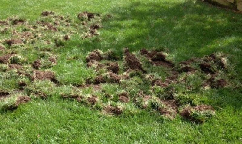 Treat the digging as a clue, not a diagnosis