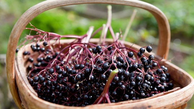 Treat the fruit as wildlife food, not a raw snack