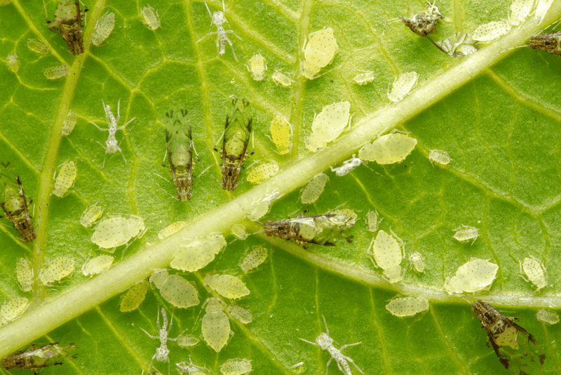 Treat the identified pest with a labeled product