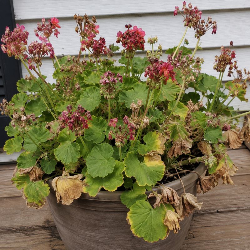Treat the oversized pot as a possibility, not a guaranteed culprit