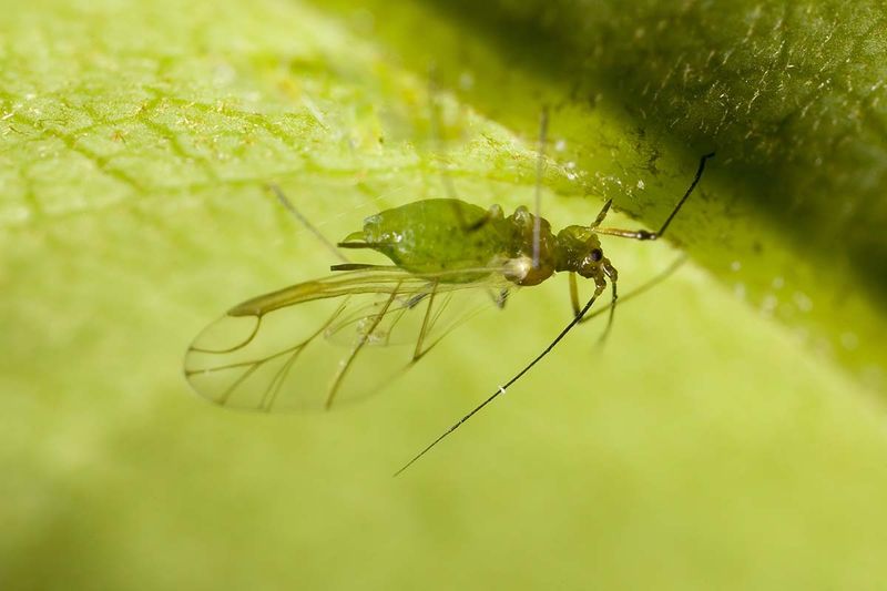 Treat the pest you actually found