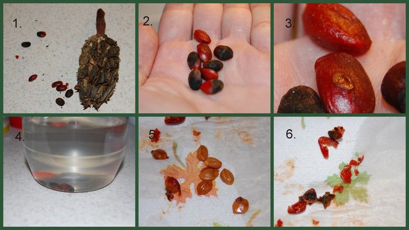 Treat the seeds as wildlife food, not a snack