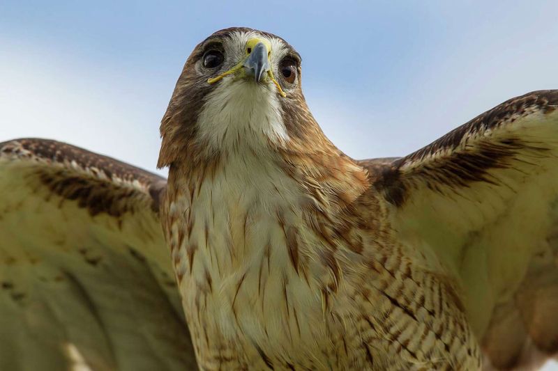 Treat the sighting as a migration event, not a yard diagnosis