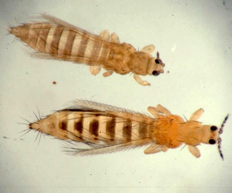 Treat thrips and disease as specific problems
