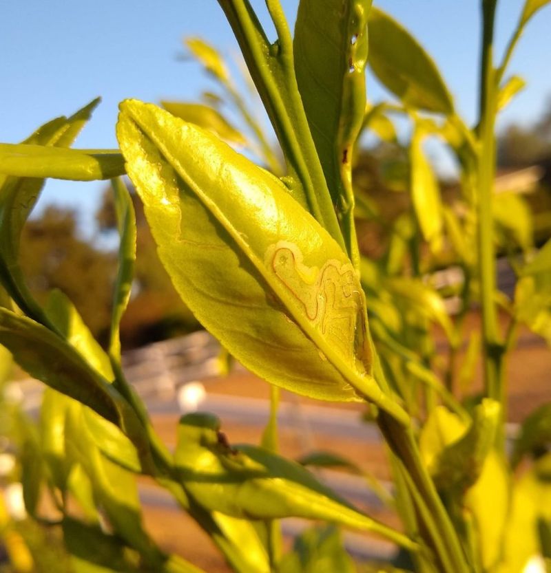 Treat yellowing and dieback as symptoms to investigate Treat yellowing and dieback as symptoms to investigate