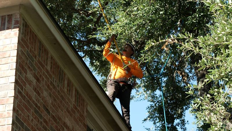 Tree Branches Touching the Roof or Fence