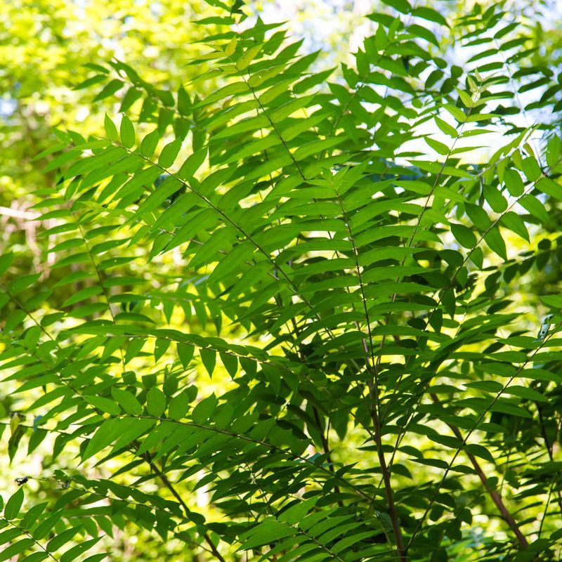 Tree-of-heaven is a useful first place to look
