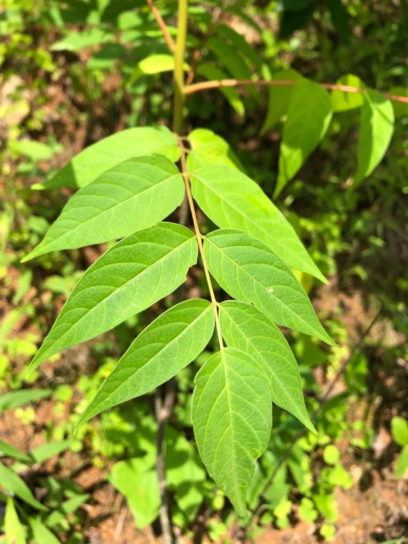 Tree-of-heaven matters, but one tree does not explain every infestation Tree-of-heaven matters, but one tree does not explain every infestation