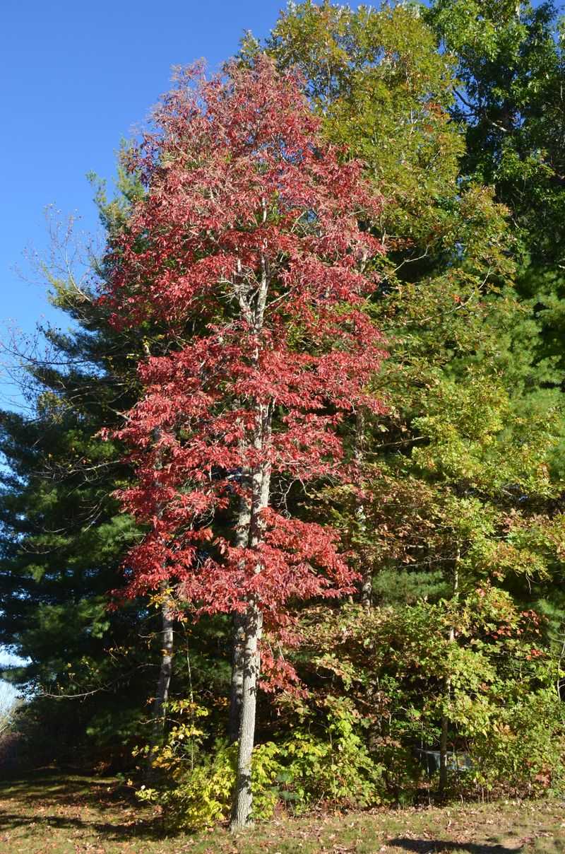 Tree species can make neighboring routes look like different seasons