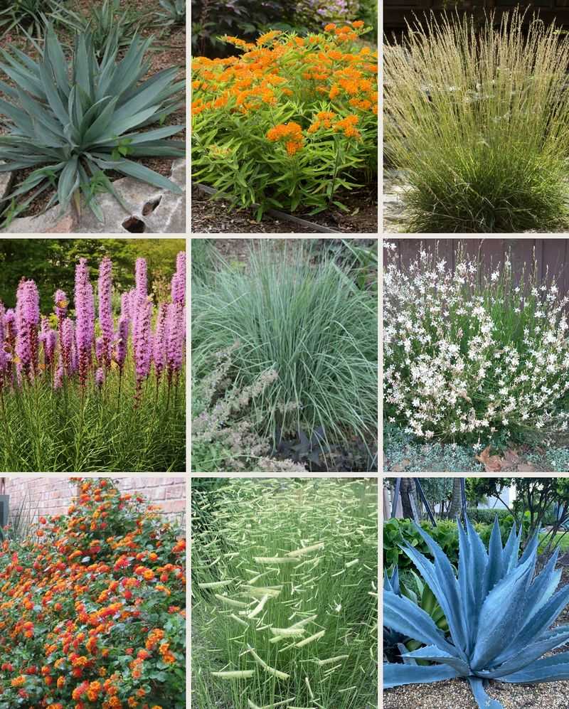 Trees and native layers make the yard more useful