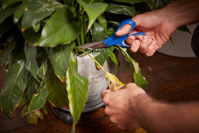 Trim Away Dead Leaves and Overgrown Foliage