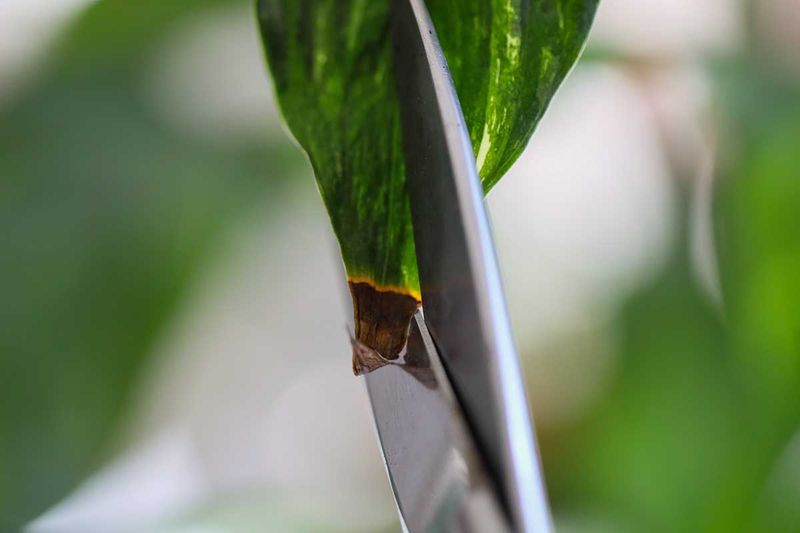 Trim dead tissue and watch the new growth