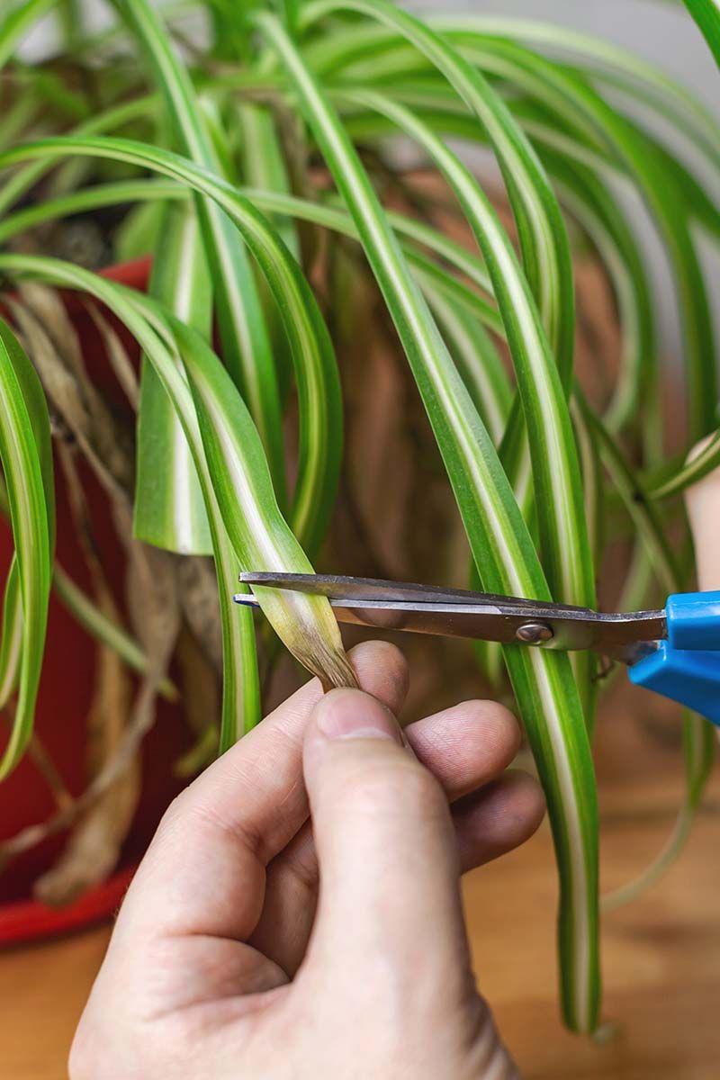 Trim old damage and measure recovery by new growth