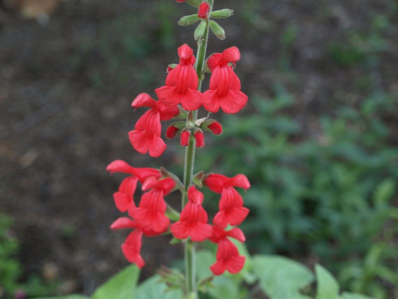 Tropical Sage