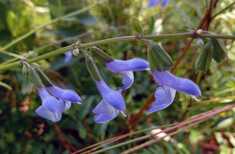 Tropical Sage Tropical Sage