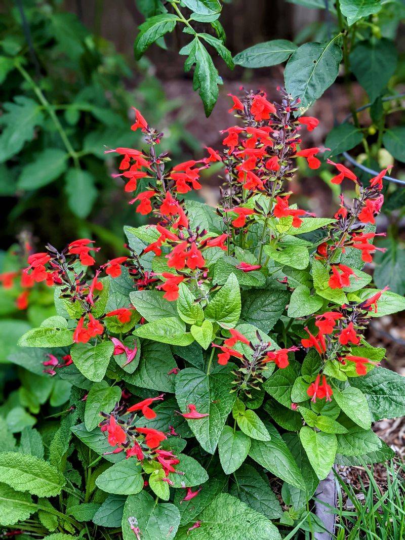 Tropical Sage