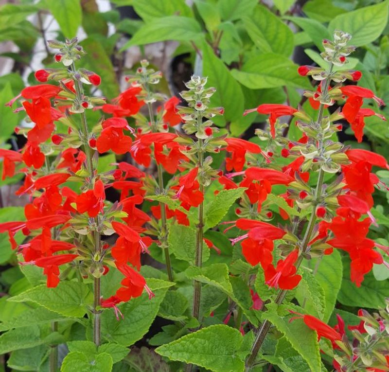Tropical sage