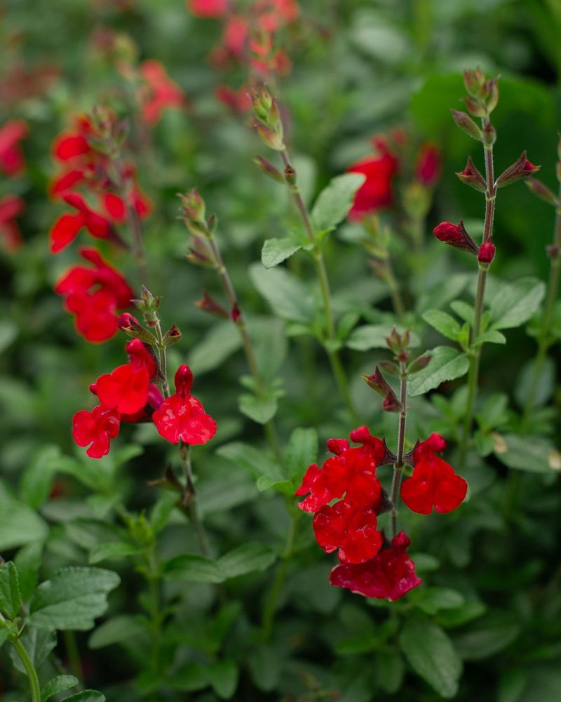 Tubular flowers extend the border’s value beyond color