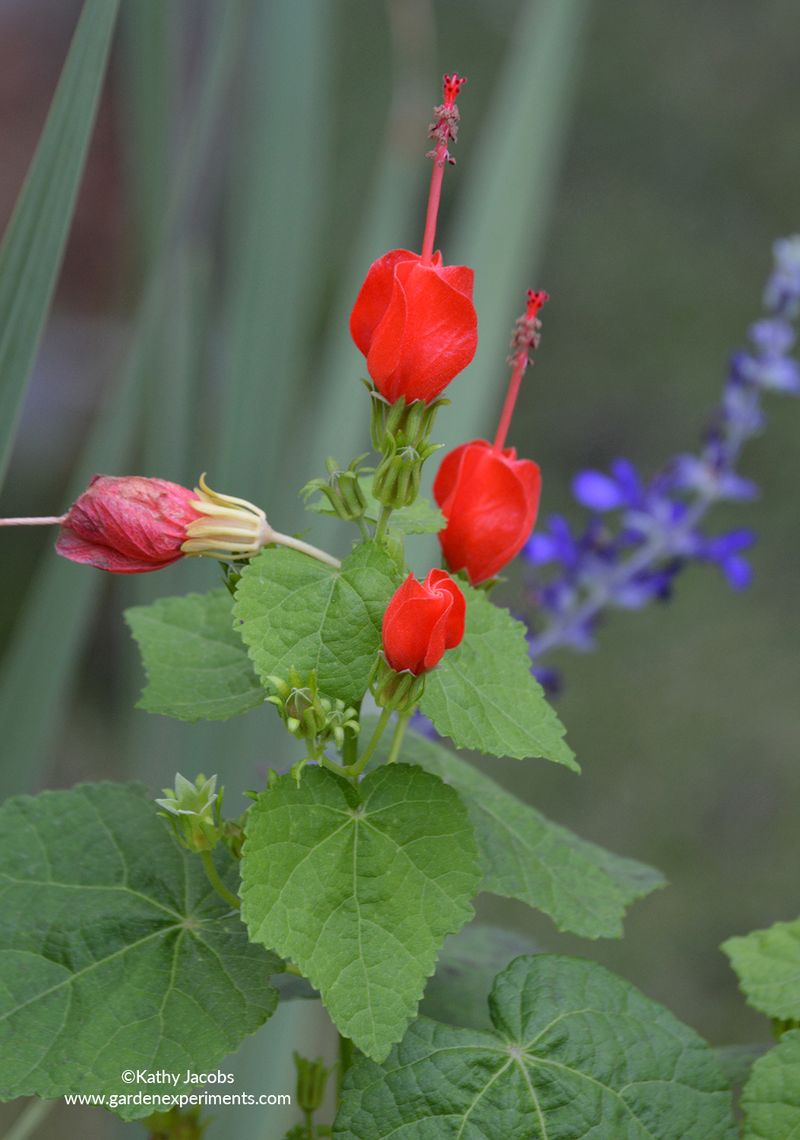 Turk's Cap
