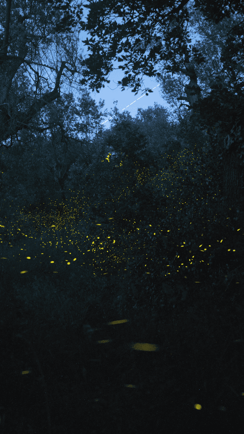 Turn Off or Dim Your Outdoor Lights
