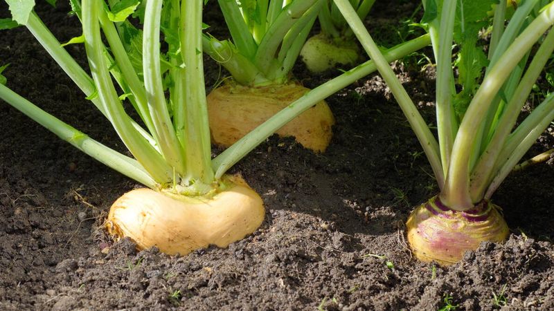 Turnips Offer a Narrow Late-Season Opportunity Turnips Offer a Narrow Late-Season Opportunity