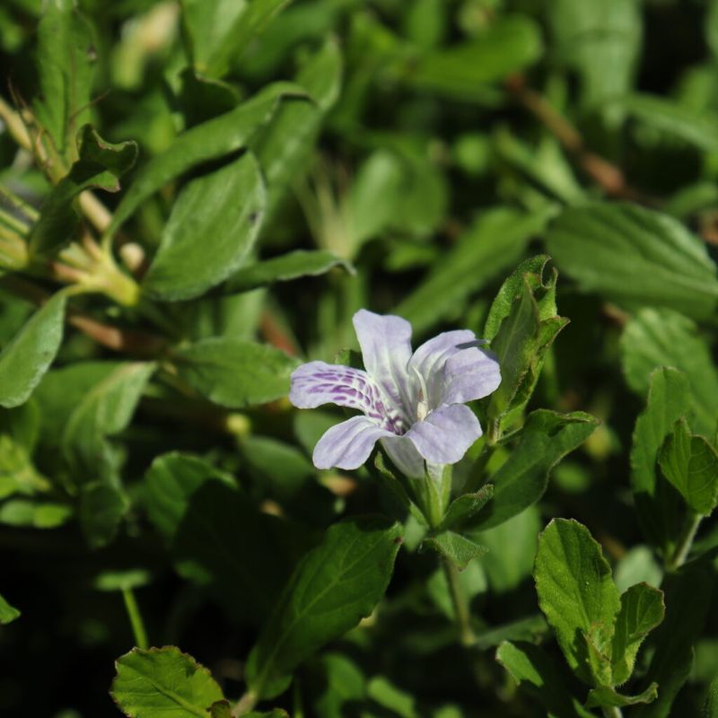 Twinflower