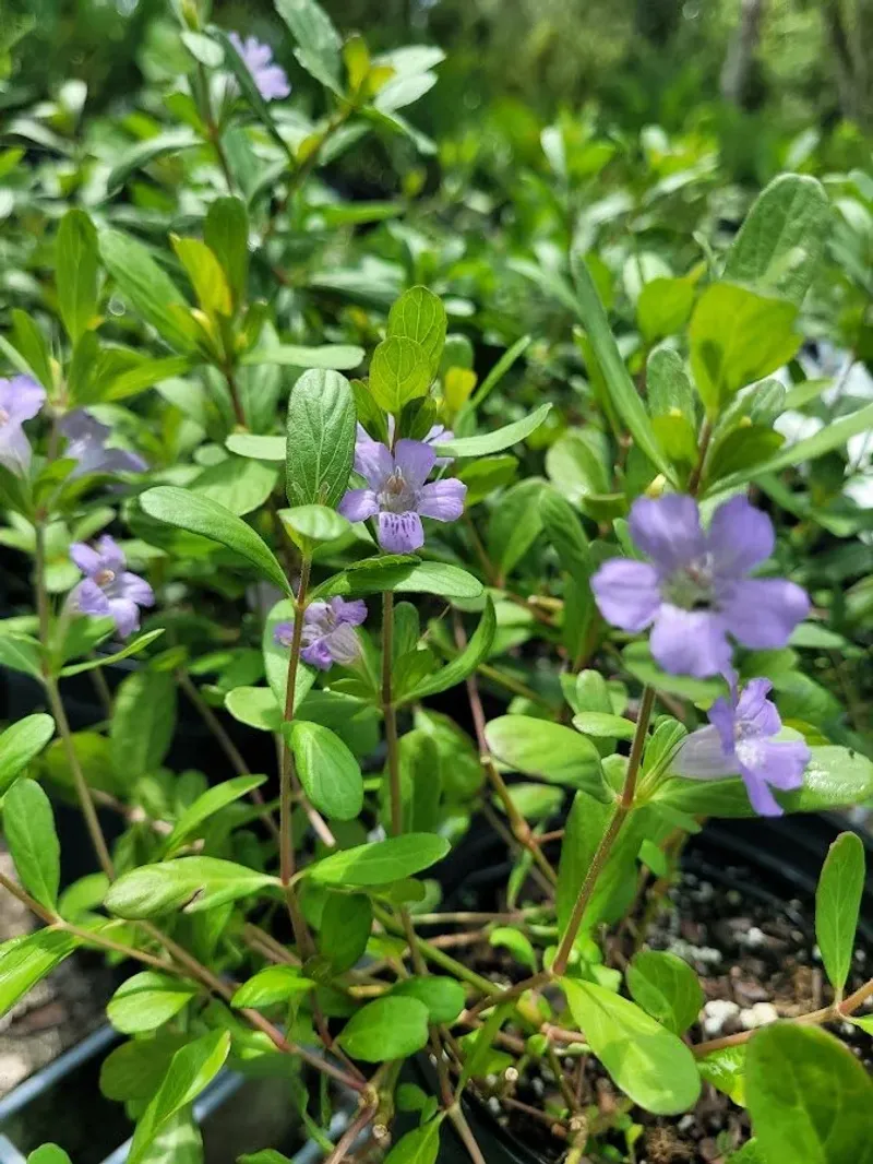 Twinflower Twinflower