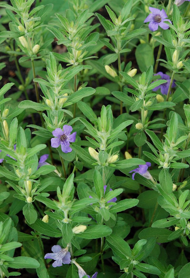 Twinflower