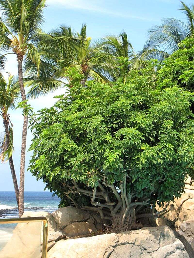 Umbrella Tree (Schefflera) Umbrella Tree (Schefflera)