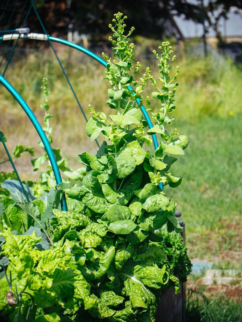 Understand Why Established Spinach Bolts