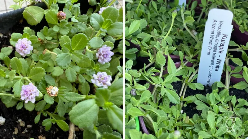 Understand the frogfruit–Kurapia distinction