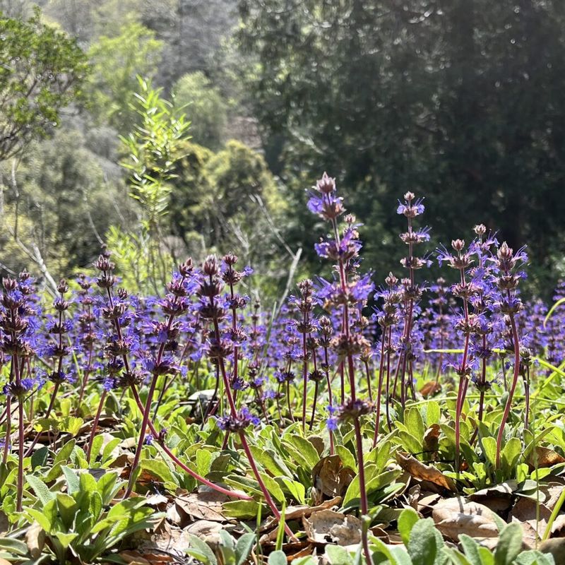 University of California Botanical Garden, Berkeley
