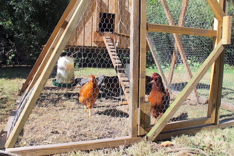Unsecured Chicken Coops and Small Animal Pens Unsecured Chicken Coops and Small Animal Pens