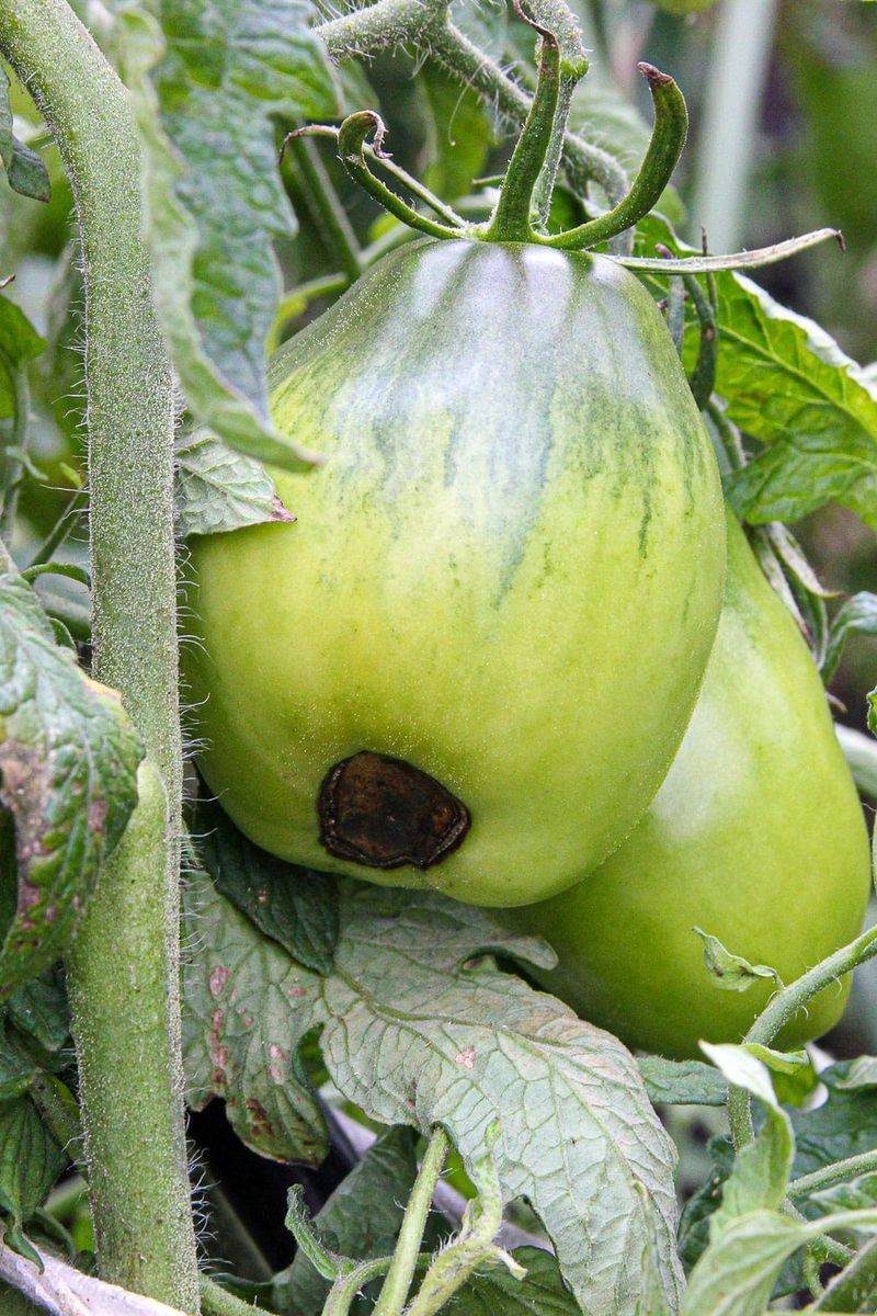 Unstable moisture can contribute to a weaker harvest