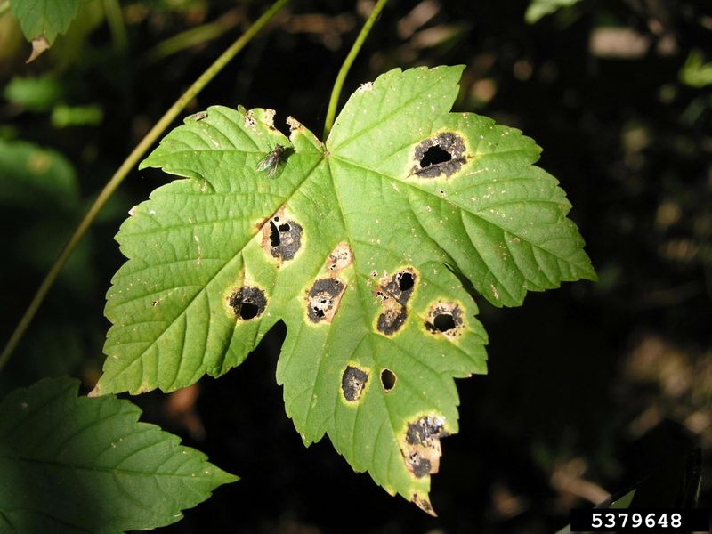 Unusual spots or isolated dieback deserve a diagnosis