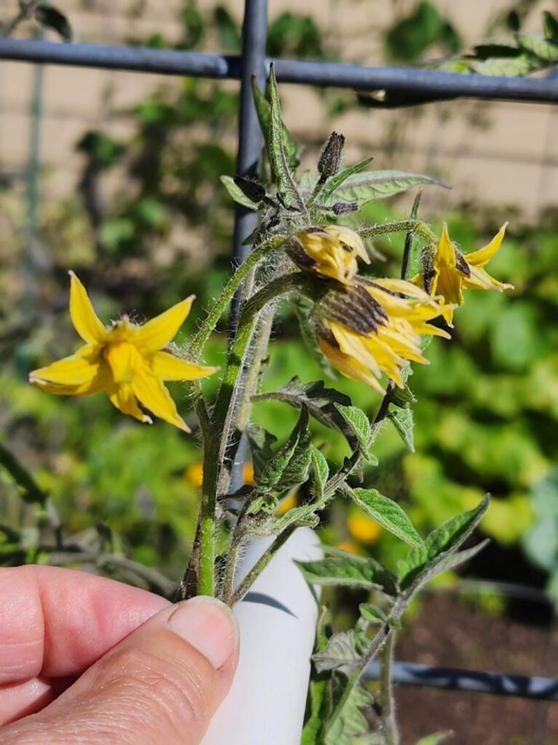Use Blossom Removal as the Primary Late-Season Step