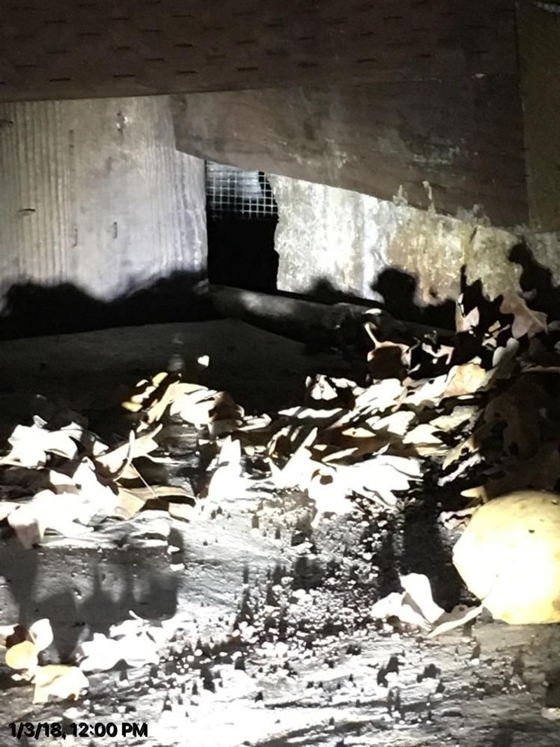 Use Exclusion When an Opossum Enters a Structure
