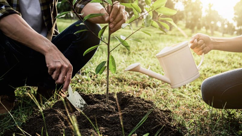 Use Fall as a Regional Planting Window Use Fall as a Regional Planting Window