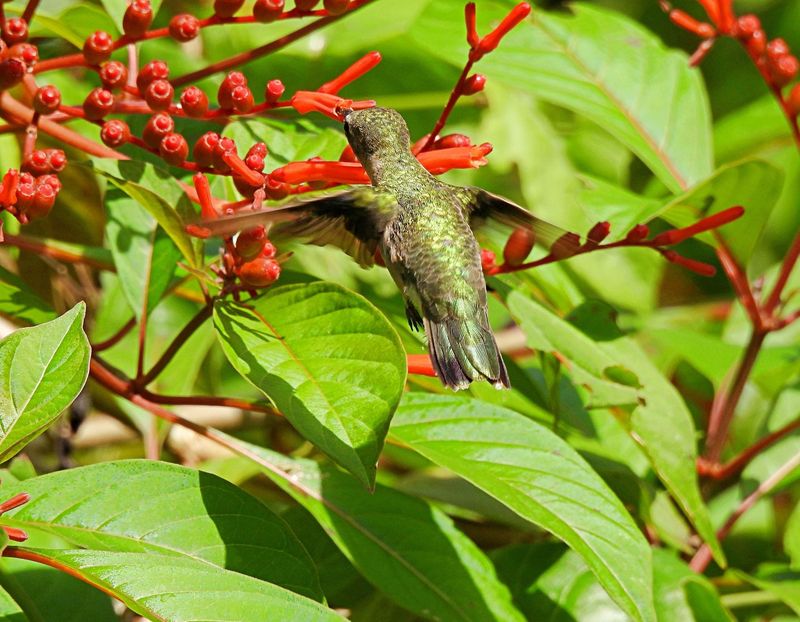 Use Firebush to Improve the Habitat, Not Promise a Result