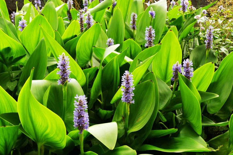 Use Florida-Native Plants for Pond-Edge Structure, Not Mosquito Repellent