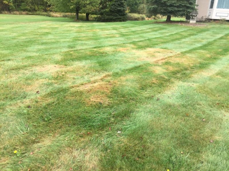 Use Grub Counts and Turf Condition to Decide Whether to Treat Use Grub Counts and Turf Condition to Decide Whether to Treat