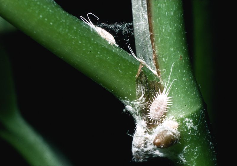 Use Integrated Pest Management Around the Lizard