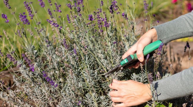 Use Light Pruning to Help Lavender Stay Compact