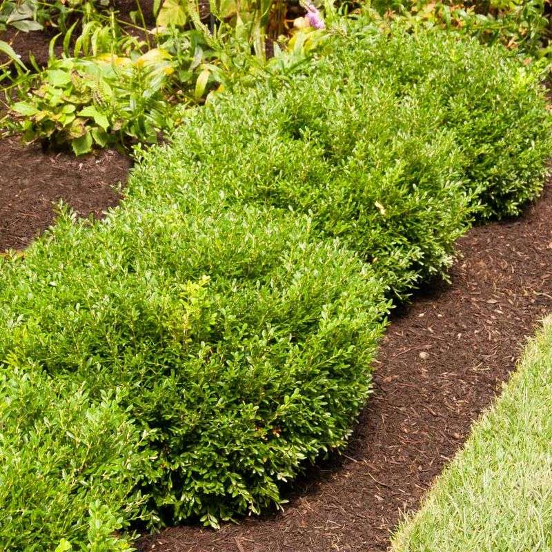 Use Mulch to Conserve Moisture Without Trapping It Against the Plant Use Mulch to Conserve Moisture Without Trapping It Against the Plant